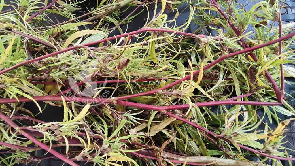 CONGO RED STEM