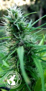 CAMBODIA - MONDULKIRI