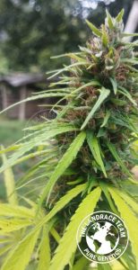 CAMBODIA - RATANAKIRI