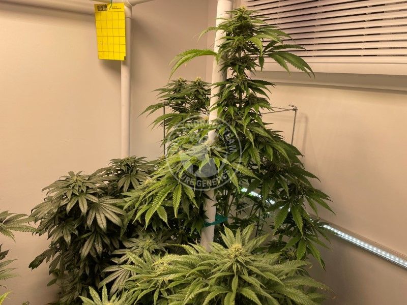 IRAN - RAZAVI KHORASAN