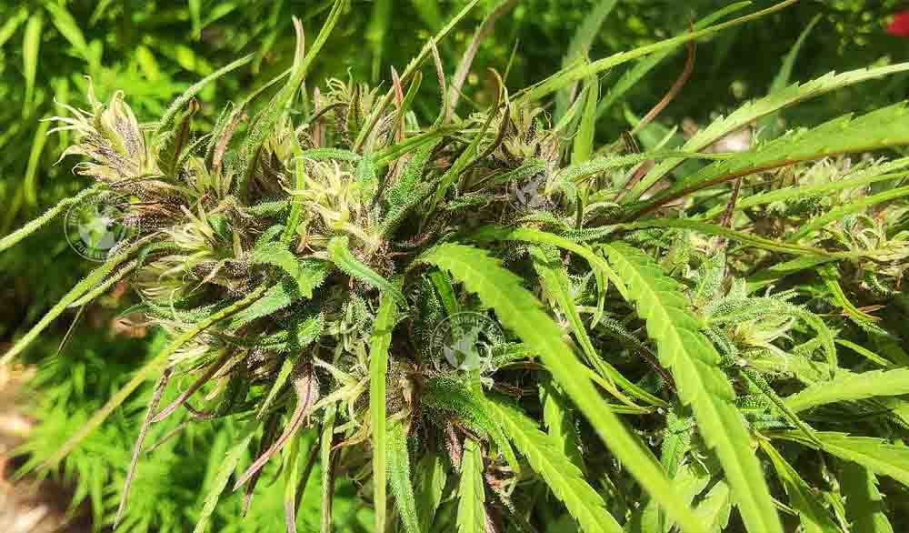 JAMAICA BLUE MOUNTAIN