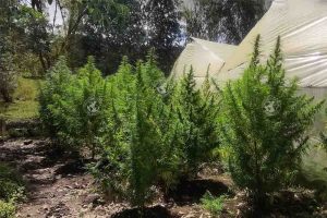 JAMAICA BLUE MOUNTAIN