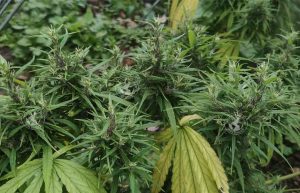 JAMAIC ABLUE MOUNTAIN