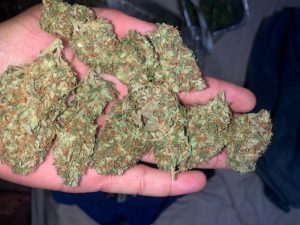 KASHMIR BUDS