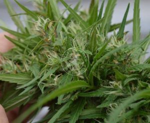 KOH CHANG X MEAO THAI