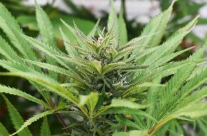 NIGERIA PURPLE (GREEN PHENO)