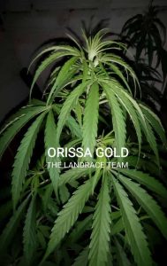 ORISSA GOLD