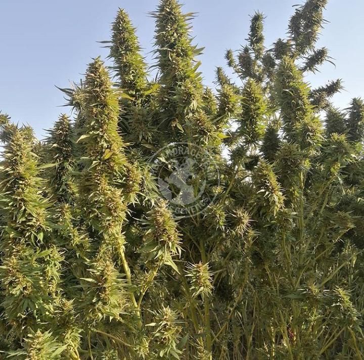 PAKISTAN - BALOCHISTAN