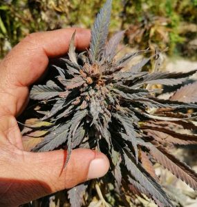 PAKISTAN - BALOCHISTAN