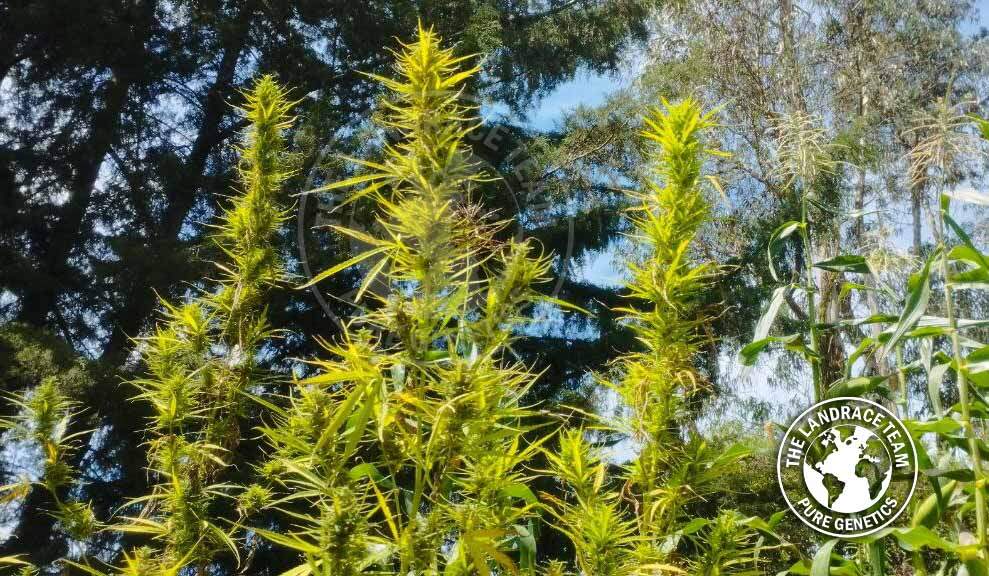 THAI MANGO (KHUN WHIM)