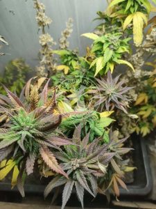 MONGOLIA - BAYAN ULGII