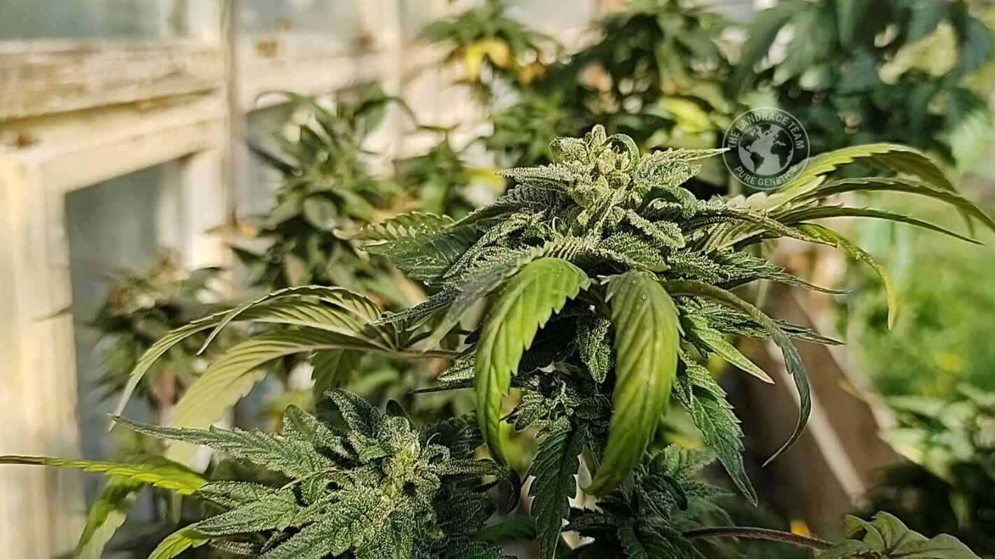 MONGOLLIA - BAYAN ULGII