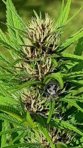 PURPLE GIN (KANDAHAR X IRAQ)