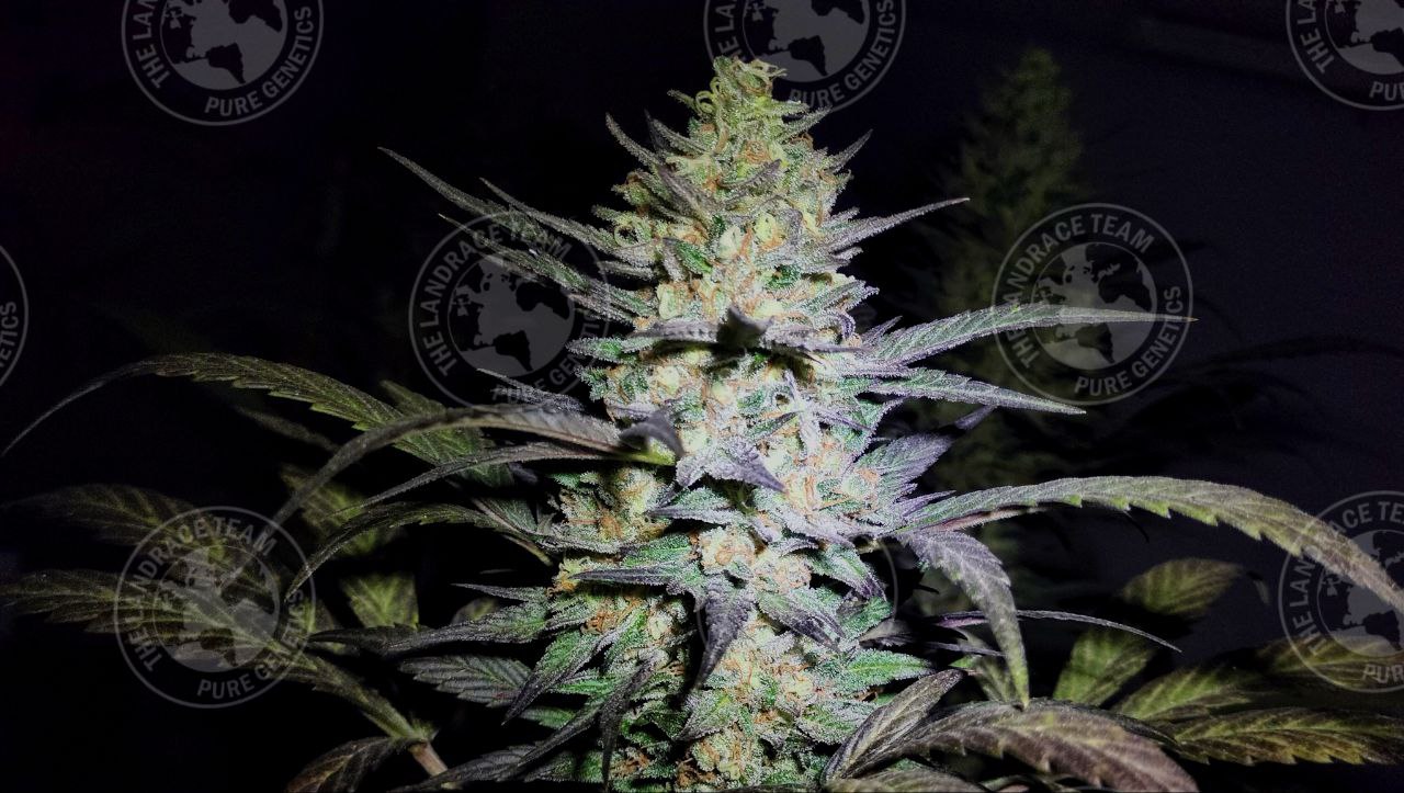 BRAZIL AMAZON X PAKISTAN1975