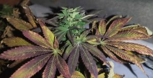 AFGHANISTAN BADAKHSHAN