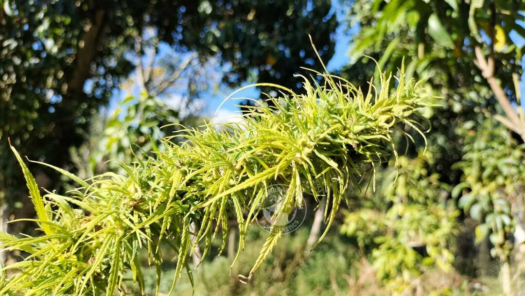 SANTA MARTA GOLD HIGHLAND