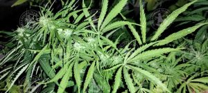 COLOMBIAN GOLD LOWLAND