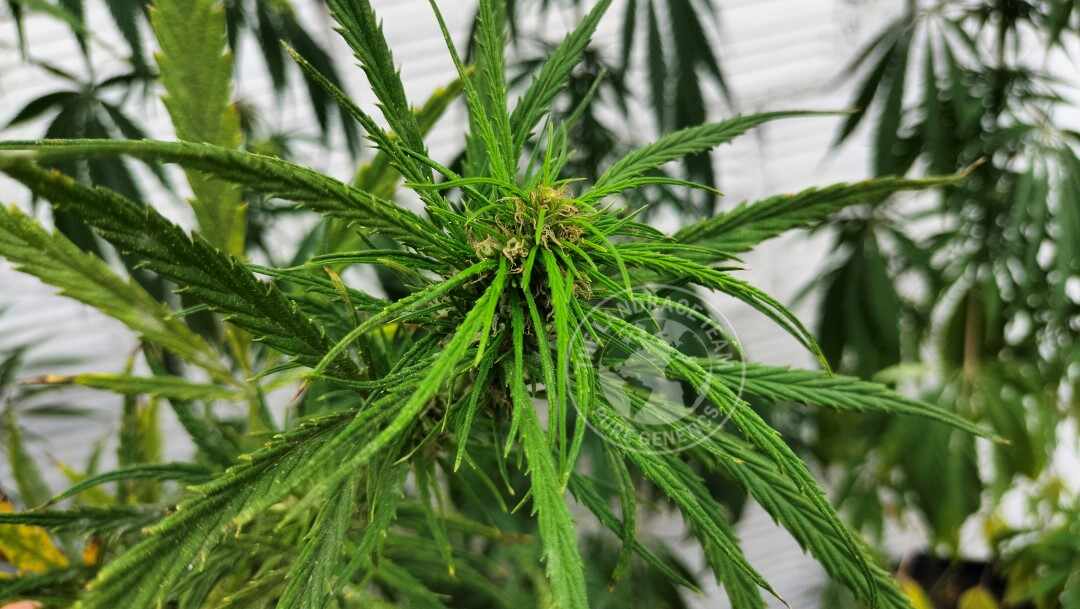 THAI MUH MUANG WILD MANGO