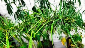 THAI MUH MUANG WILD MANGO