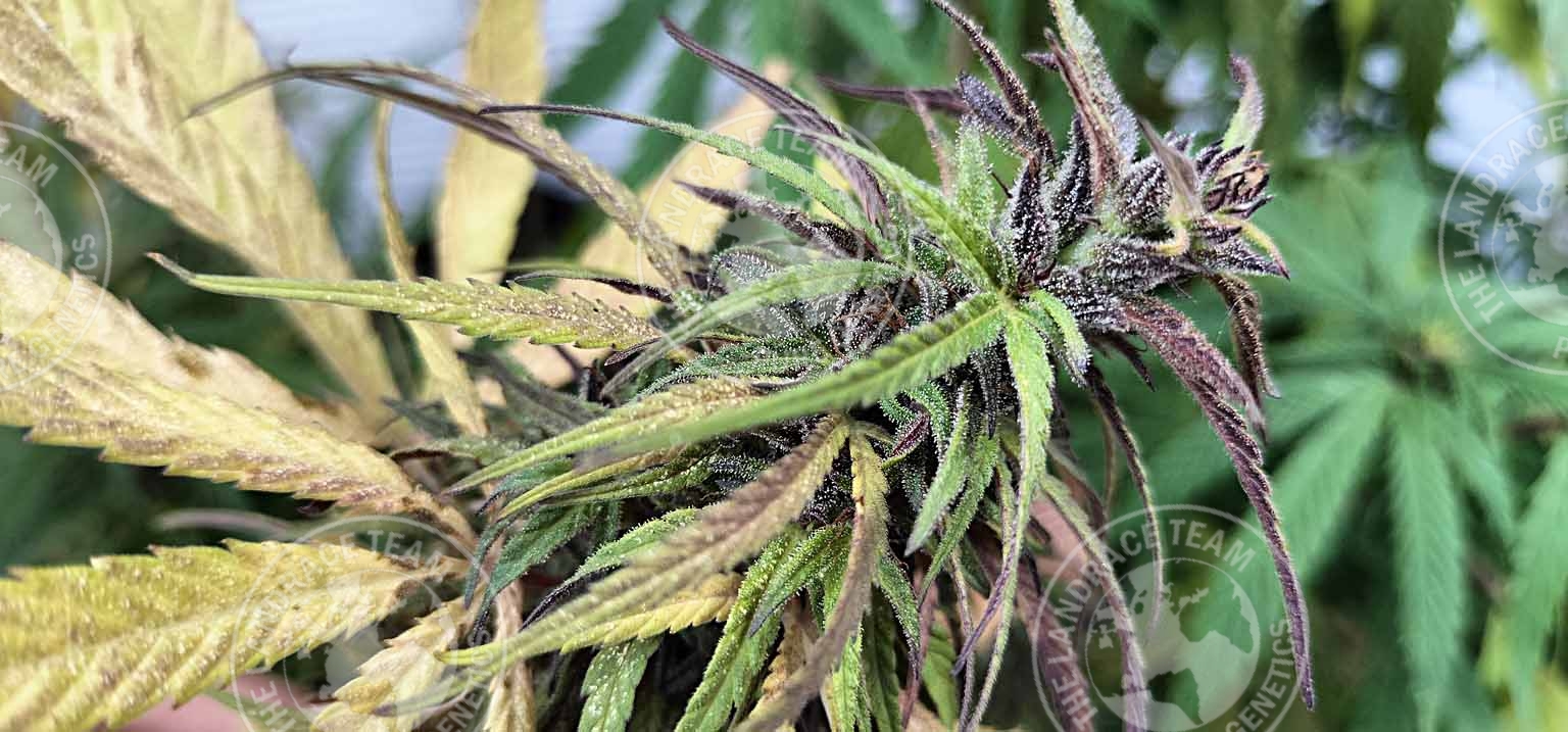 COLOMBIAN BLACK X K1
