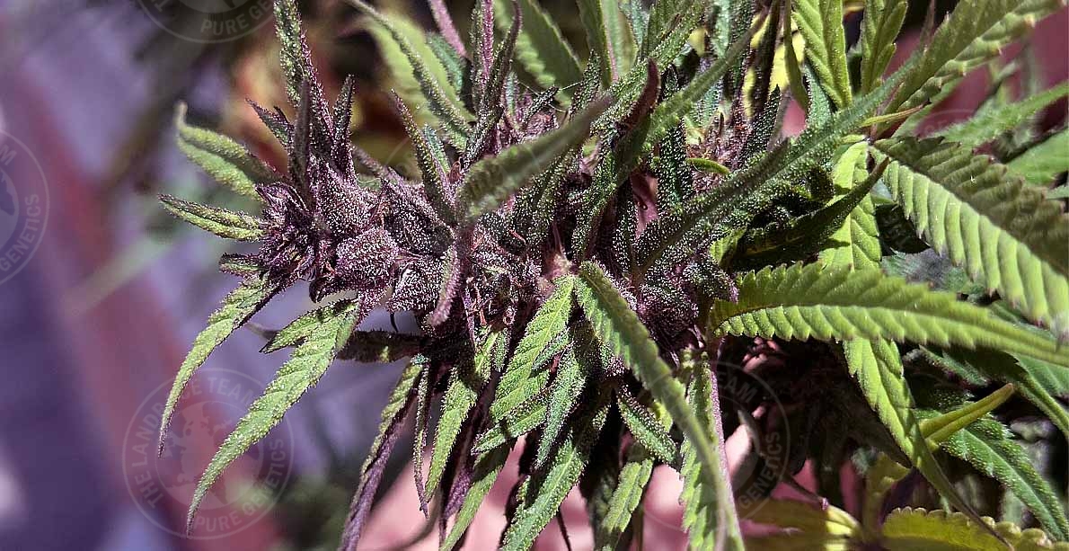 CORINTO ULTRA RESIN X CAMBODIA PINK LAVENDER