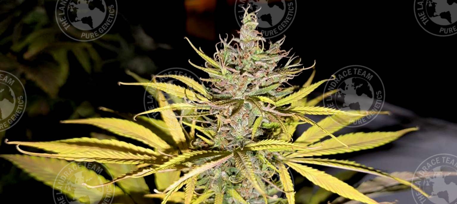 (BRAZIL AMAZON X TRIKALA) X DRAKENSBERG