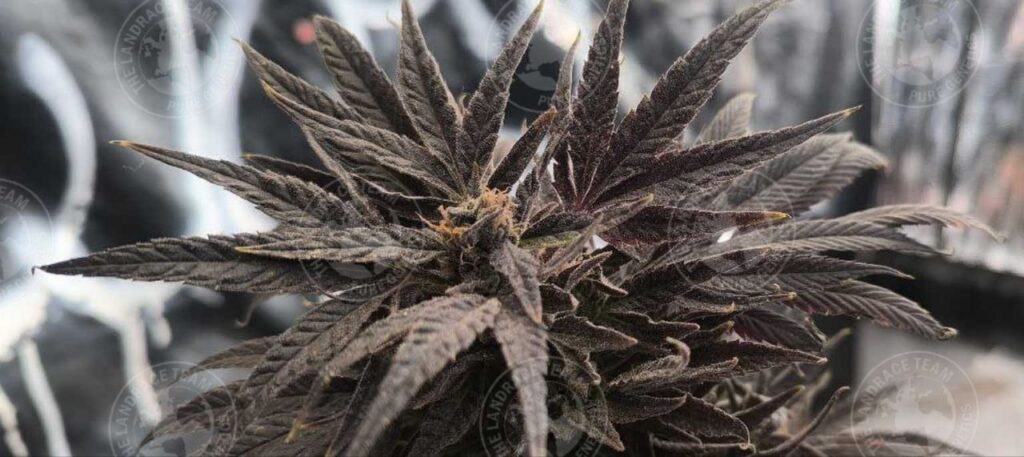 HERAT X CAMBODIA PINK LAVENDER