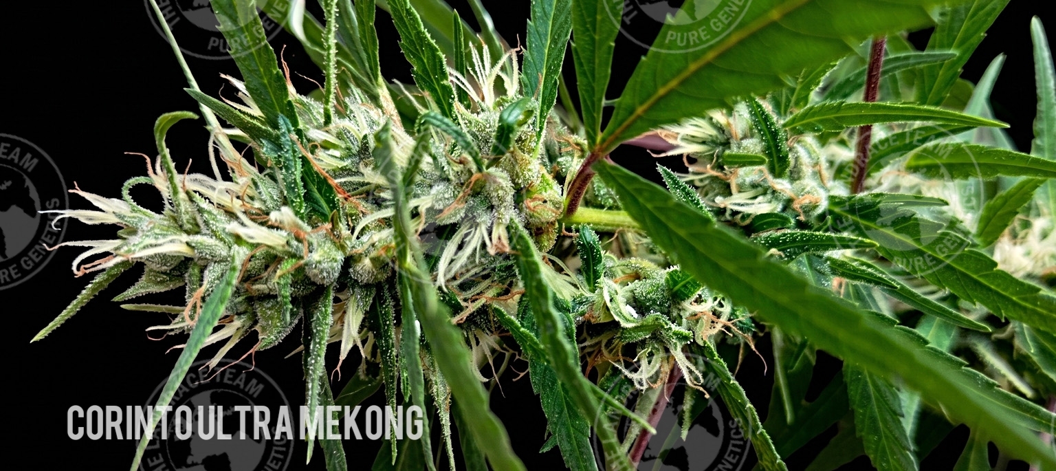 CORINTO ULTRA MEKONG