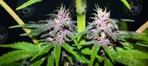 PURPLE DRAGON TAIL
