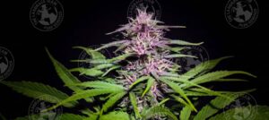 PURPLE DRAGON TAIL