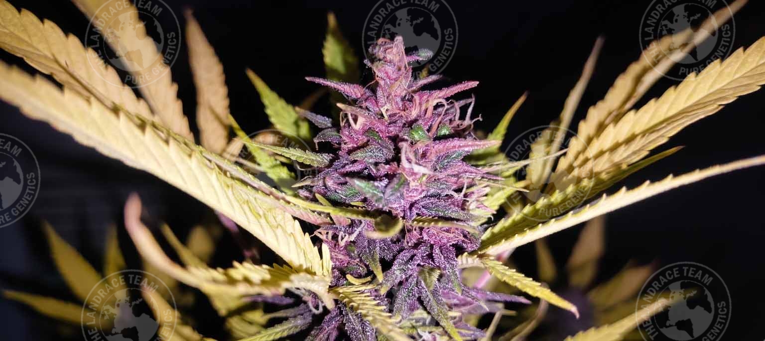 PURPLE DRAGON TAIL