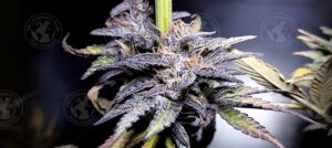 BRAZIL PURPLE FROST