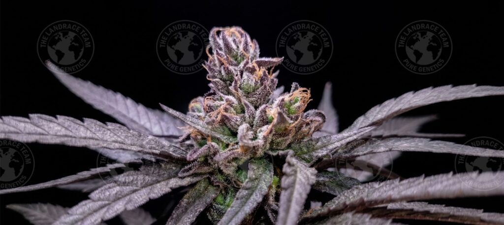 BRAZIL PURPLE FROST
