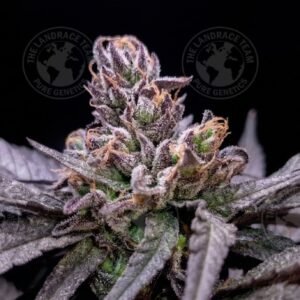 BRAZIL PURPLE FROST