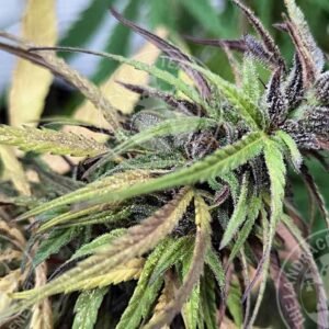 COLOMBIAN BLACK X KALITE TIZANE