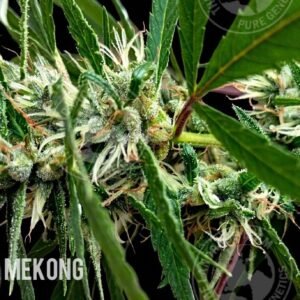 CORINTO ULTRA MEKONG