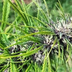 TEMPLE HAZE CAMBODIA PURPLE