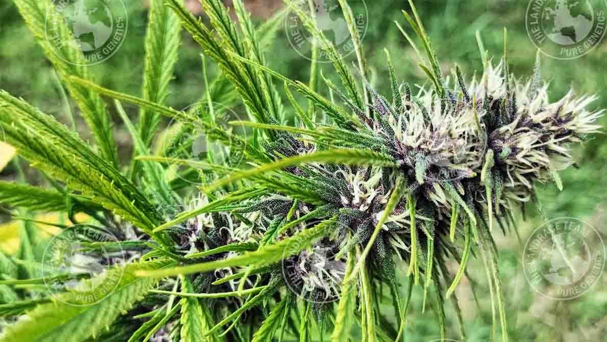 TEMPLE HAZE CAMBODIA PURPLE