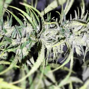 HAZE X HMONG THAI