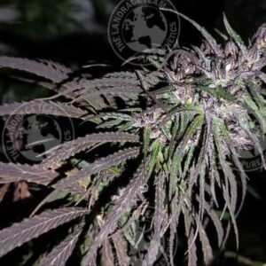 HMONG THAI X LAGKITAN