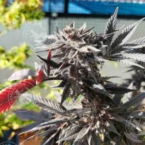 (MAUI x KANDAHAR) x (MAUI x PAKISTAN1975)