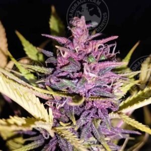 PURPLE DRAGON TAIL