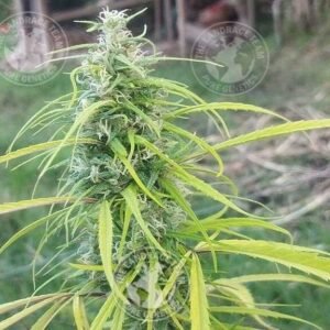 UZBEKISTAN X HAZE