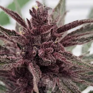 SILK ROAD VIOLET
