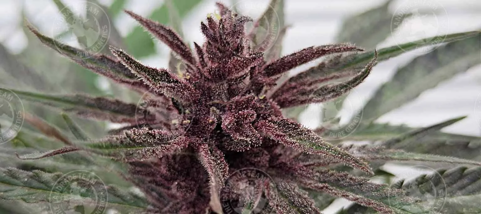 SILK ROAD VIOLET
