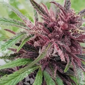 SILK ROAD VIOLET
