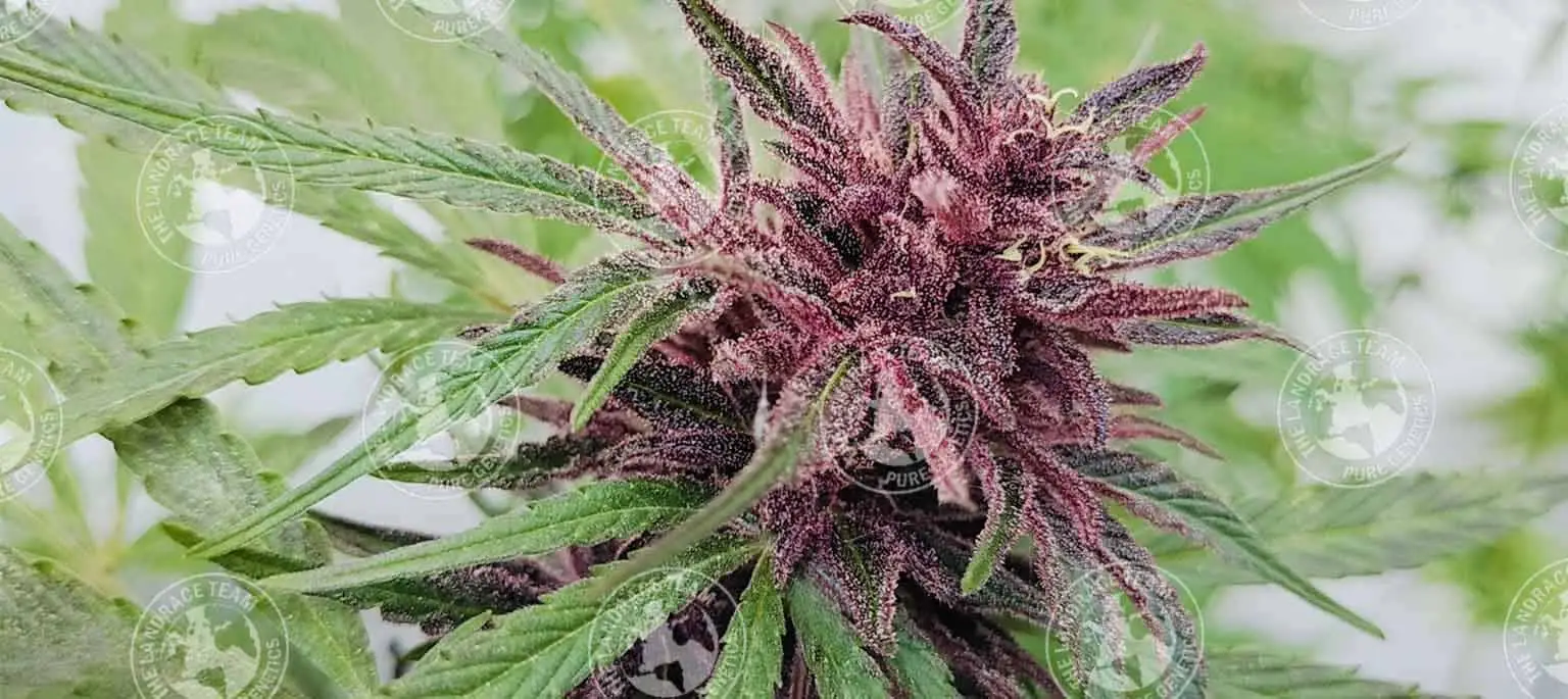 SILK ROAD VIOLET - Image 2