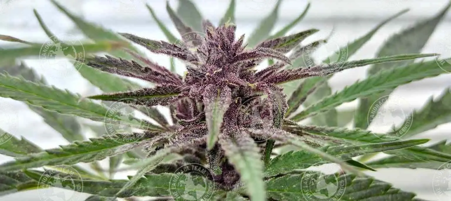 SILK ROAD VIOLET - Image 6