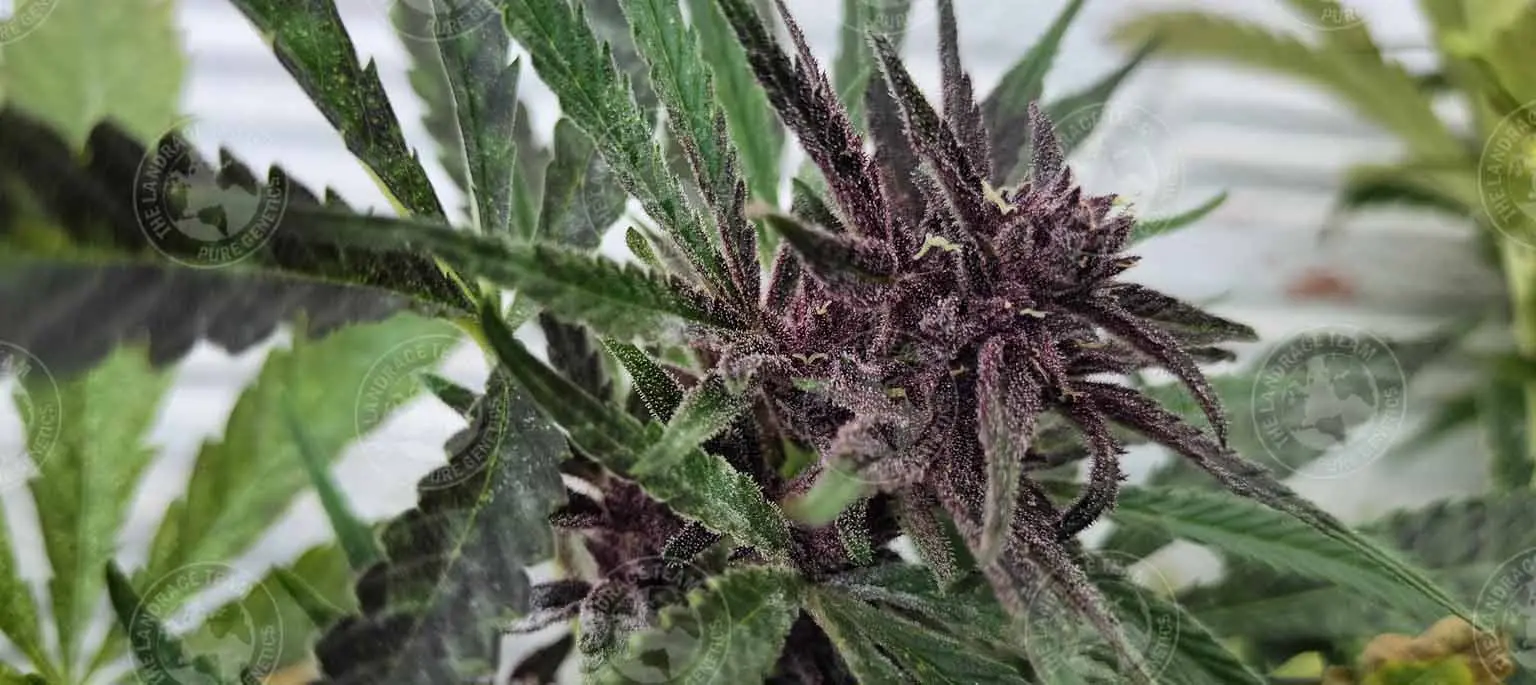 SILK ROAD VIOLET - Image 4