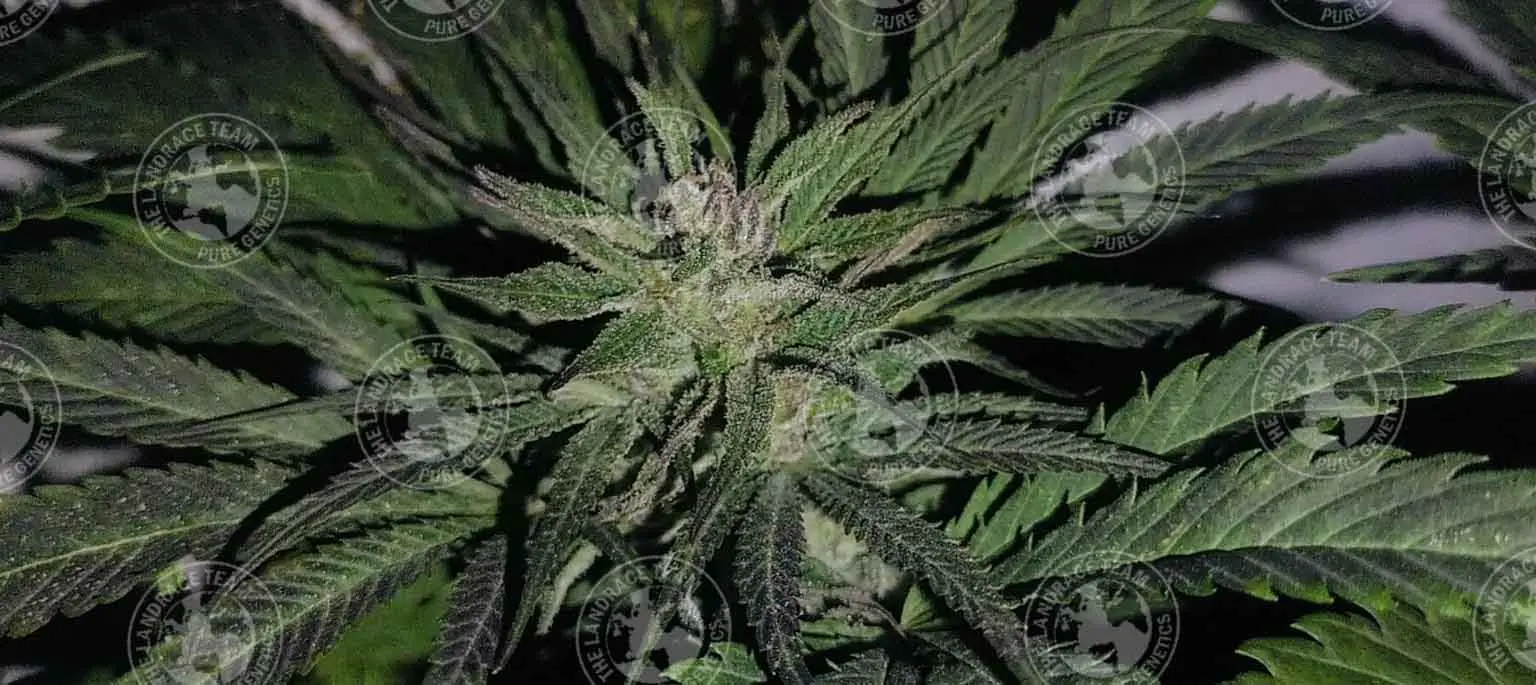 SILK ROAD VIOLET - Image 3